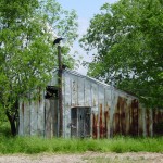 Sneed's old dairy barn is home to a friendly black vulture