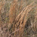 Little Bluestem, a native tallgrass prairie grass, grows at Sneed Prairie