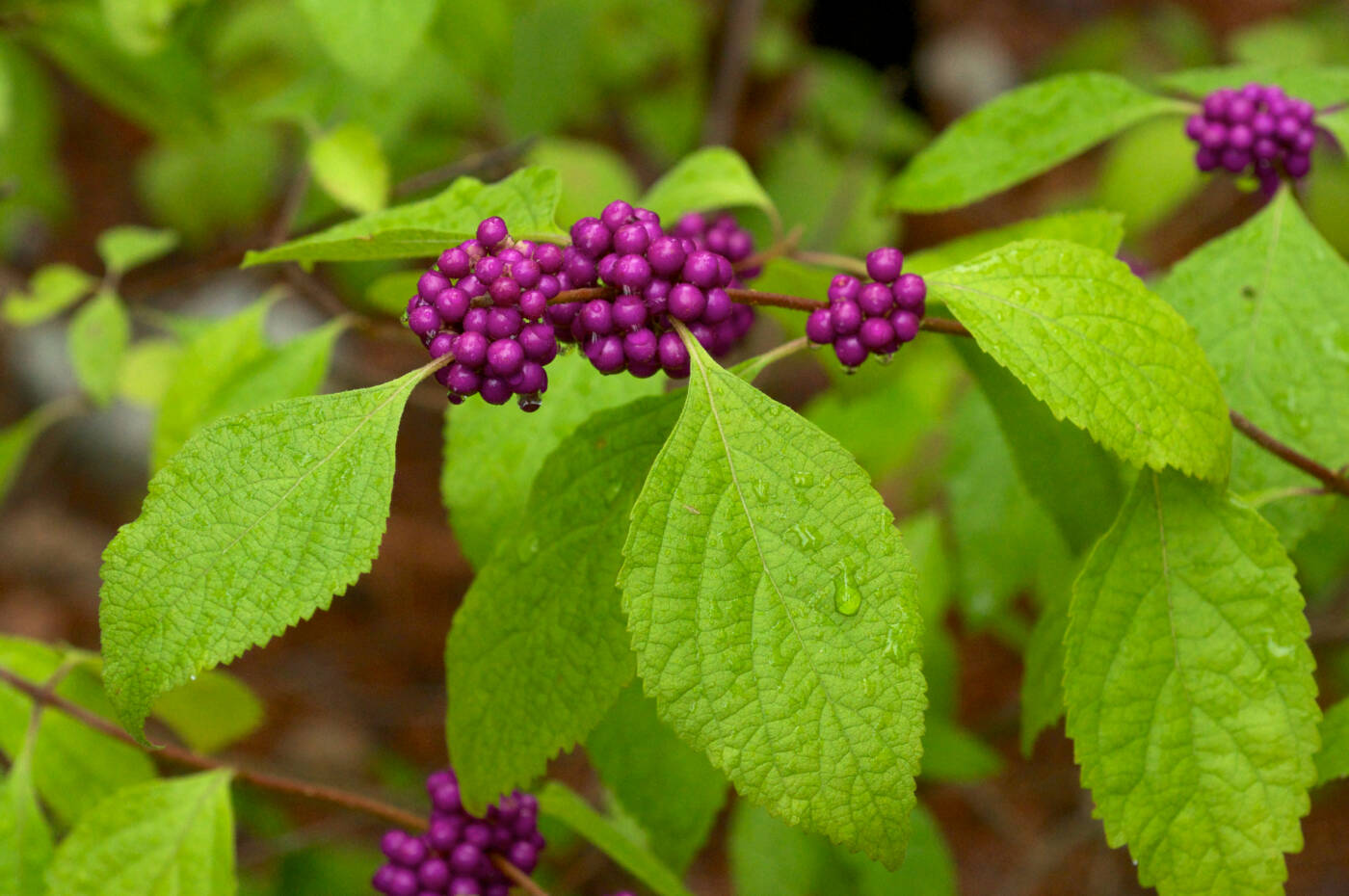 american-beautyberry